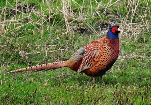 pheasant-4959702_640
